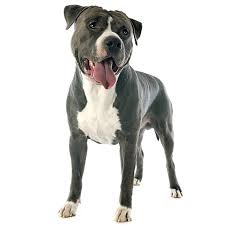 Some dogs are prone to getting overweight, so watch your dog's calorie consumption and weight level. American Staffy Dog Breed Information Temperament Health