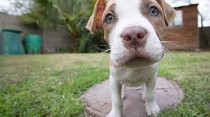 pit bull puppies everything you need