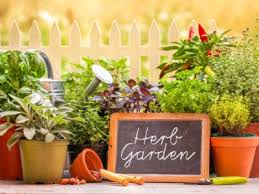 Herb Garden Care How To Care For An