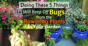 how to keep bugs off flowers 5 simple