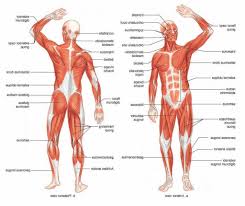 This muscular system diagram shows the major muscle groups from the back or posterior view. Human Muscles Labeled Koibana Info Human Muscle Anatomy Human Muscular System Human Body Muscles