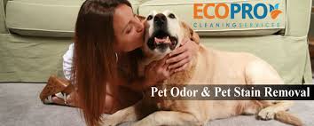 pet stain odor and urine treatment