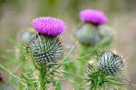 flower of scotland the unofficial