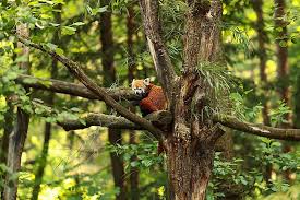 red panda facts worldatlas