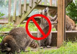 Raccoons need a place to scurry along, hide and take shelter. 15 Tips On How To Get Rid Of Raccoons Fast Humanely World Birds