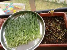 grow wheatgr at home consume it