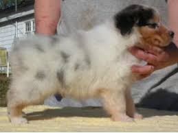 Although there is an ongoing. Australian Shepherd Puppies In Alabama