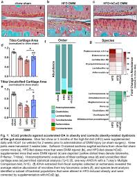 Mitigate definition, to lessen in force or intensity, as wrath, grief, harshness, or pain; Oral Hydrolyzed Type 2 Collagen Protects Against The Oa Of Obesity And Mitigates Obese Gut Microbiome Dysbiosis Osteoarthritis And Cartilage