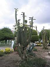 This article explains which are the best ways to grow a san pedro cactus. Entheogen Wikipedia