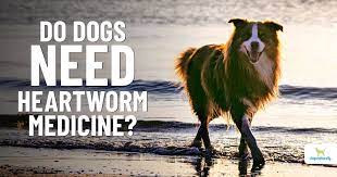 natural heartworm prevention without