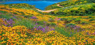 Check spelling or type a new query. The Most Beautiful Places To See California Wildflowers