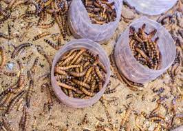 Making Your Own Mealworm Farm 101 The