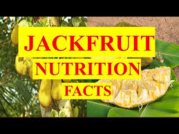 jackfruit fruit nutrition facts and