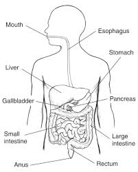 The code for the createimageicon method is similar to that used throughout this tutorial. Illustration Of The Digestive System Labeled Media Asset Niddk
