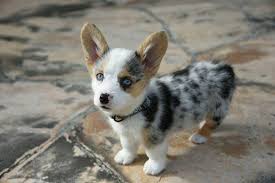 Near fordham manor and west bronx. Cute Male And Female Toy Corgi Puppy For Sale New York City For Sale New York Bronx Pets Dogs