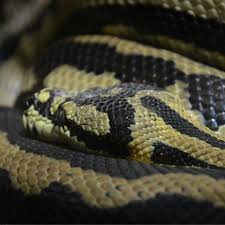 carpet python zoo brno