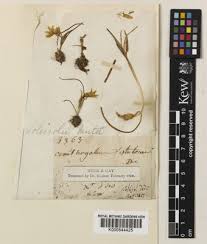 Gagea soleirolii F.W.Schultz | Plants of the World Online | Kew Science
