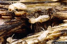 termites biology and control nc