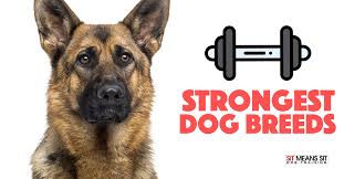 Summing up the strongest dogs in the world. The Strongest Dog Breeds Sit Means Sit Dog Training Aliante Summerlin