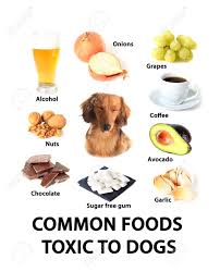 Chart Of Toxic Foods For Dogs