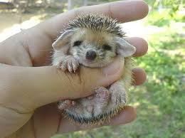 Find local classified ads for exotic pets in the uk and ireland. Who Knew Something So Prickly Could Be So Cute Adopt A Hedgehog Animal Fair