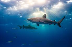 Shark Facts: Habitat, Behavior, Diet