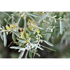 elaeagnus angustifolia russian olive