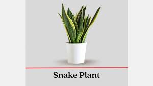 Indoor Plants Poisonous To Dogs