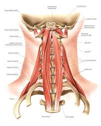 There are anterior muscles diagrams and posterior muscles diagrams. Muscles Of The Neck Photograph By Asklepios Medical Atlas