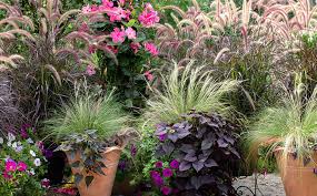 Foliage Plants For Container Gardening