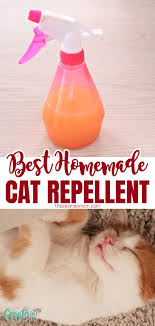 inexpensive diy cat repellent story