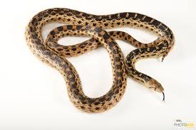 A gopher snake is a large, nonvenomous constrictor snake common to the american southwest. Photo Ark Home Sonoran Gopher Snake National Geographic Society