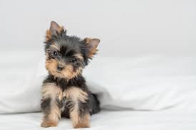 miniature yorkie images browse 6 214