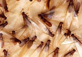 do termites come back after treatment