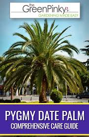 Pygmy Date Palm Trees