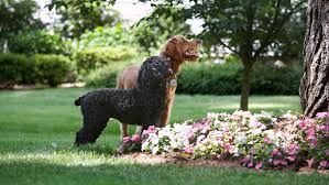 Dog Out Of Your Garden With Dogwatch