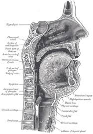 the mouth human anatomy