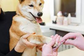 3 ways of filing dogs nails instead of