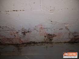 pink mold is it dangerous and how to