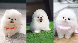 cutest micro pomeranian puppies video