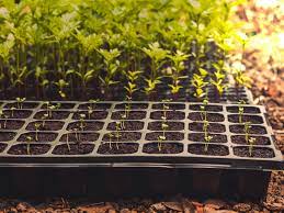 7 best seed trays and pots for starting