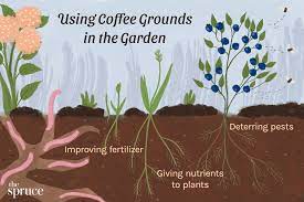 using coffee grounds for plants coffee