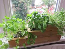 Indoor Herb Garden Planter Window Box