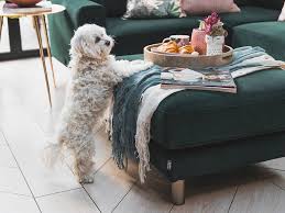 Pet Friendly Sofas Here S Everything