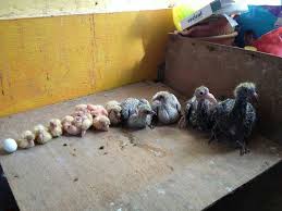 Baby Pigeon Lineup Shows How Quickly A Pigeon Grows And