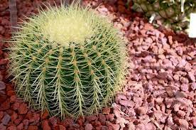 Cacti work well in las vegas landscapes. How To Grow The Golden Barrel Cactus Properly Rooted