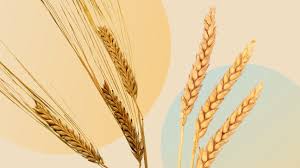 barley vs wheat what s the difference