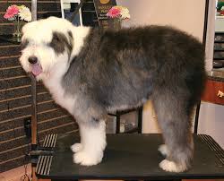Find your new family member today, and discover the puppyspot difference. Old English Sheepdog Short Pet Trim Groomer To Groomer