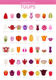 42 Different Types Of Tulips For Your Gardens Types Of