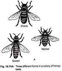 Notes On Honey Bee With Diagram